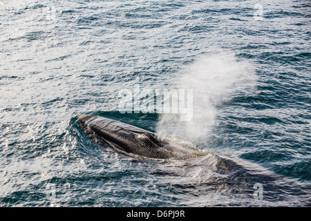 Erwachsenen Finnwal (Balaenoptera Physalus), Sorkapp, Insel Spitzbergen, Svalbard-Archipel, Norwegen, Skandinavien, Europa Stockfoto