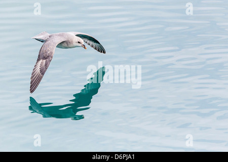 Nördlichen Fulmar (Fulmarus Cyclopoida), Svalbard-Archipel, Norwegen, Skandinavien, Europa Stockfoto