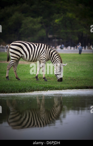 Zebra auf grünen Rasen Feld Ganzkörper Essen grünen Rasen auf Feld Stockfoto