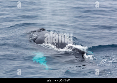 Erwachsener Buckelwal (Impressionen Novaeangliae), Sorkapp, Svalbard-Archipel, Norwegen, Skandinavien, Europa Stockfoto