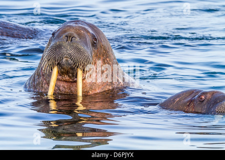 Erwachsenen Walross (Odobenus Rosmarus Rosmarus), Torrelneset, Nordauslandet Insel Svalbard-Archipel, Norwegen, Skandinavien, Europa Stockfoto