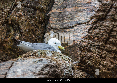 Erwachsene schwarz-legged Kittiwake (Rissa Tridactyla) am Nest, Svalbard-Archipel, Barents-See, Norwegen, Skandinavien, Europa Stockfoto