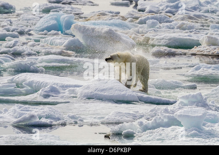 Erwachsenen Eisbär (Ursus Maritimus) austrocknen auf dem Eis in Bär Ton, Spitzbergen, Island, Spitzbergen, Norwegen, Skandinavien Stockfoto