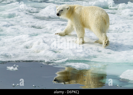 Erwachsenen Eisbär (Ursus Maritimus) auf dem Eis in Bär Ton, Spitzbergen-Island, Spitzbergen, Norwegen, Skandinavien, Europa Stockfoto