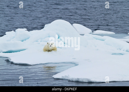 Erwachsenen Eisbär (Ursus Maritimus) auf dem Eis in der Nähe von Kvitøya Island, Spitzbergen, Norwegen, Skandinavien, Europa Stockfoto