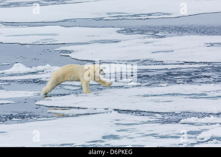 Erwachsenen Eisbär (Ursus Maritimus) auf dem Eis in der Nähe von der Sujoya Inseln, Spitzbergen, Norwegen, Skandinavien, Europa Stockfoto