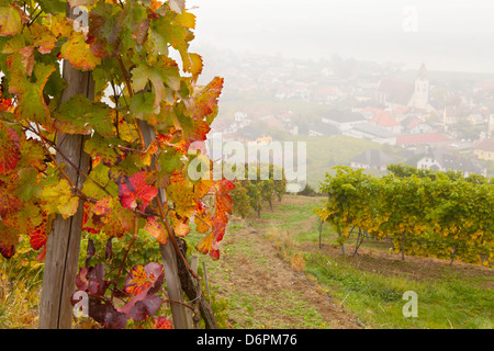 Weinberge oberhalb einer der Danau Spitz, Wachau, Österreich, Europa Stockfoto