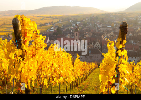 Ansicht von Riquewihr und Weinberge im Herbst, Riquewihr, Elsass, Frankreich, Europa Stockfoto