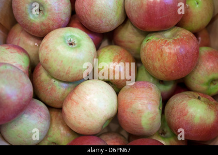 Frisch geerntete Äpfel werden in einem Korb Scheffel gespeichert. Stockfoto