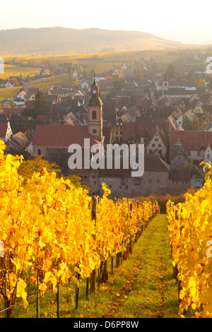 Ansicht von Riquewihr und Weinberge im Herbst, Riquewihr, Elsass, Frankreich, Europa Stockfoto