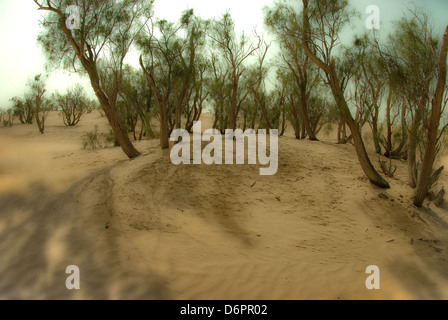 Israel, Negev Wüste Tamarix (Tamarisken, Salz Zeder) Bäume Stockfoto