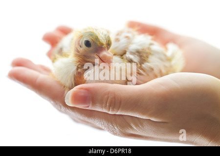 Neugeborenen Huhn in Frau Hände isoliert auf weiss Stockfoto