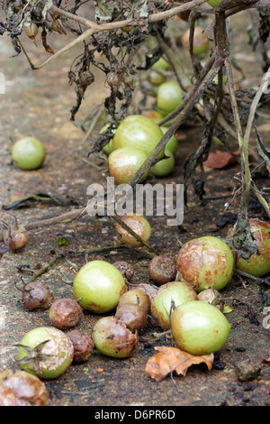 Selbstgezogene Tomaten mit Tomate und Knollenfäule infiziert Stockfoto