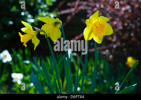 Gelbe Narzissen im Garten Narzissen Stockfoto