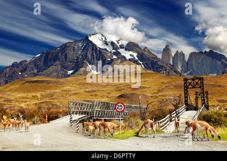 Wilde Guanakos im Nationalpark Torres del Paine, Patagonien, Chile Stockfoto