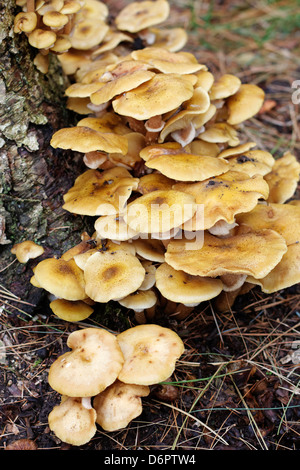 Auf Basis der Baumstumpf wachsende Hallimasch Stockfoto
