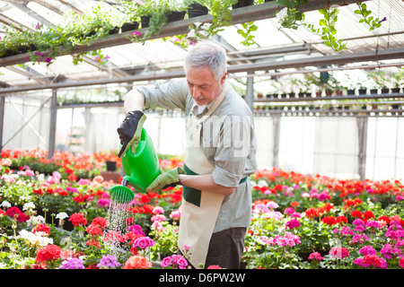 Porträt eines Gewächshauses Arbeitnehmers Bewässerung von Pflanzen Stockfoto