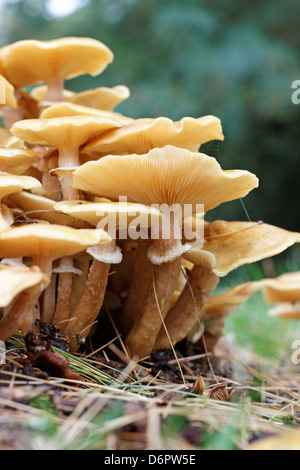 Nahaufnahme des Hallimasch Stockfoto