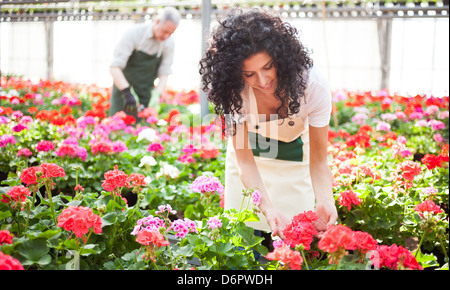 Frau, die Überprüfung von Blumen in einem Gewächshaus Stockfoto