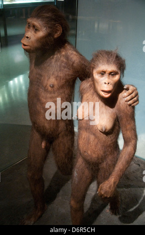 Spitzer Hall of Human Origins im American Museum of Natural History, New York USA Stockfoto