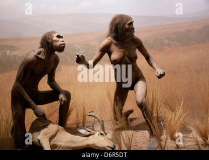 Spitzer Hall of Human Origins im American Museum of Natural History, New York USA Stockfoto