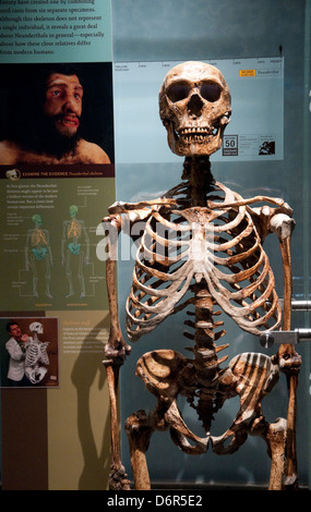 Spitzer Hall of Human Origins im American Museum of Natural History, New York USA Stockfoto