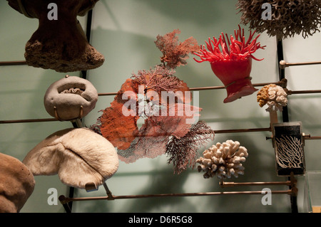 Meeresbewohner im American Museum of Natural History, New York USA Stockfoto