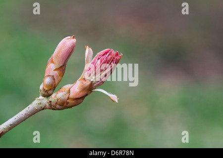 Aesculus Neglecta "Erythroblastos". Sunrise Rosskastanie Blatt Knospe Eröffnung im Frühjahr Stockfoto