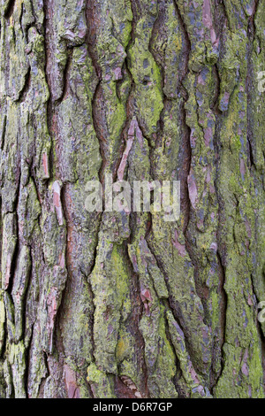 Pinus Sylvestris. Föhren Baumrinde Stockfoto