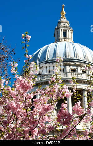 April in London. Die Kuppel der St. Pauls Cathedral mit Kirschblüten auf einem Baum im Vordergrund, umrahmt von einem klaren blauen Himmel Stockfoto