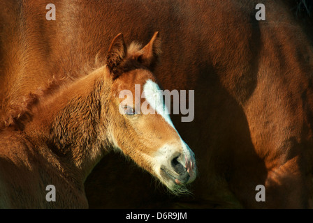 Fohlen-Porträt. Element des Designs. Stockfoto