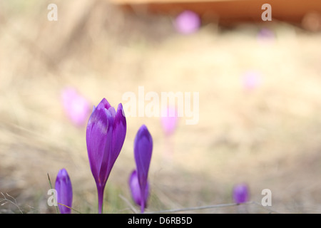 Detail der wilden lila Blumen - Crocus Sativus - im Frühjahr Stockfoto