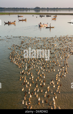 Bootsmann in Kanu shepherding Enten auf Taungthaman See, Amarapura, Mandalay, Myanmar (Burma) Stockfoto