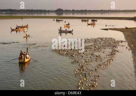 Bootsmann in Kanu shepherding Enten auf Taungthaman See, Amarapura, Mandalay, Myanmar (Burma) Stockfoto