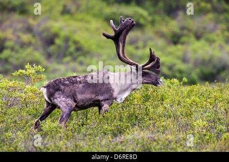 Woodland Caribou (Rangifer Tarandu) in der Nähe von Autobahn-Pass, Denali National Park, Alaska, USA Stockfoto