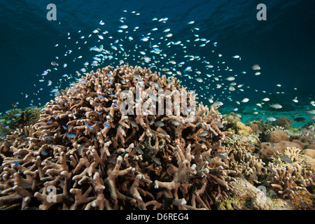 Blau-grüne Chromis (Chromis Viridis) und Ternate Chromis (Chromis Ternatensis) an einem tropischen Korallenriff Stockfoto