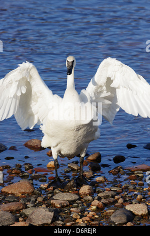 Ein Trompeter Schwan erstreckt sich und schlägt mit den Flügeln am Ufer des den Mississippi River, Minnesota. Stockfoto