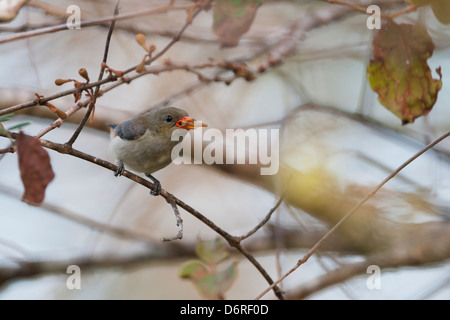 Unter der Leitung von Scarlet Flowerpecker (Dicaeum Trochileum Trochileum), unreif männlich mit Essen in einem Baum in Bali, Indonesien. Stockfoto