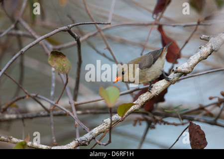 Unter der Leitung von Scarlet Flowerpecker (Dicaeum Trochileum Trochileum), unreif männlich in einem Baum in Bali, Indonesien. Stockfoto