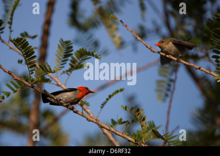 Unter der Leitung von Scarlet Flowerpecker (Dicaeum Trochileum Trochileum), bittet männlichen Nahrungssuche es zwar Küken Stockfoto