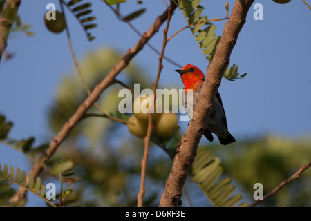 Unter der Leitung von Scarlet Flowerpecker (Dicaeum Trochileum Trochileum), männliche in einem Baum in Bali, Indonesien. Stockfoto