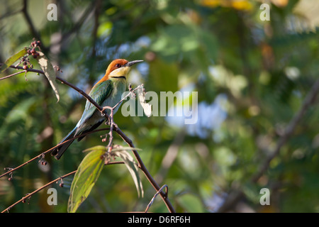 Unter der Leitung von Kastanie Bienenfresser (Merops Leschenaulti Quinticolor), Futter für Insekten in Bali, Indonesien. Stockfoto