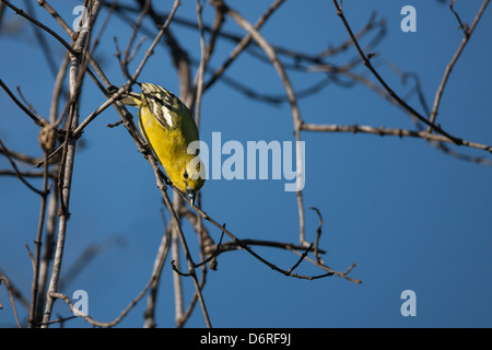 Gemeinsamen Iora (Aegithina Tiphia Scapularis) auf Nahrungssuche in einem Baum in Bali, Indonesien. Stockfoto