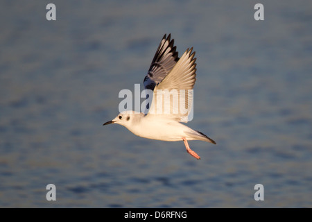 Bonapartes Gull (Chroicocephalus Philadelphia), im ersten Winterkleid auf Nahrungssuche Stockfoto