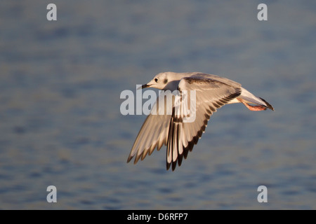 Bonapartes Gull (Chroicocephalus Philadelphia), im ersten Winterkleid auf Nahrungssuche Stockfoto