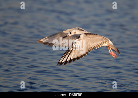 Bonapartes Gull (Chroicocephalus Philadelphia), im ersten Winterkleid auf Nahrungssuche Stockfoto