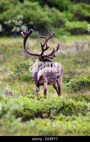 Woodland Caribou (Rangifer Tarandu) in der Nähe von Autobahn-Pass, Denali National Park, Alaska, USA Stockfoto