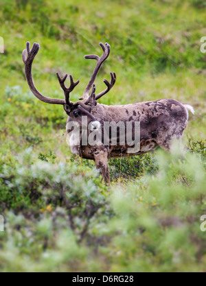 Woodland Caribou (Rangifer Tarandu) in der Nähe von Autobahn-Pass, Denali National Park, Alaska, USA Stockfoto