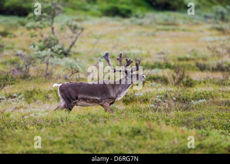 Woodland Caribou (Rangifer Tarandu) in der Nähe von Autobahn-Pass, Denali National Park, Alaska, USA Stockfoto