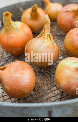 Nach Hause angebauten Maincrop Zwiebeln, bereit für die Küche Stockfoto